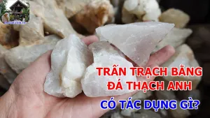 Tạ Trạch